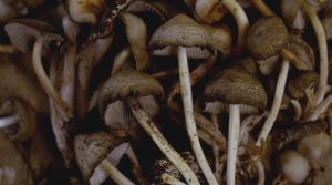 buy psychedelic mushrooms online