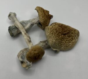 Buy Psychedelic Mushrooms Online