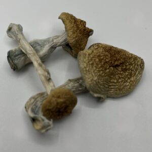 Buy Psychedelic Mushrooms Online
