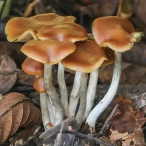 Buy Wavy Caps Mushrooms