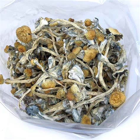 Golden Teachers Magic Mushrooms 1 Golden Teachers Magic Mushrooms