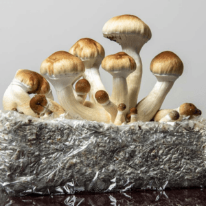 State Microdosing mushroom