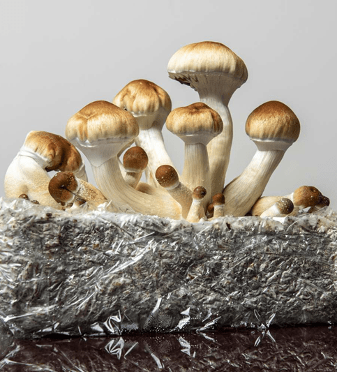 Flow State Microdosing 1 State Microdosing mushroom