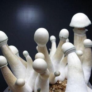 albino Penis Envy Mushrooms
