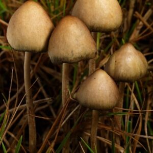 Liberty cap mushrooms