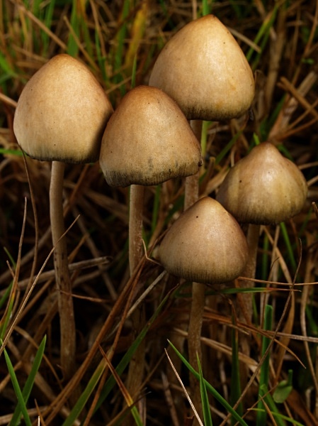 Liberty cap mushrooms 1 Liberty cap mushrooms